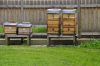 k-2021.07.25-Bienen (1)